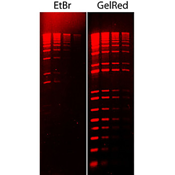 GelRed（EtBr 的无毒替代品）